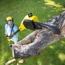 Best Commercial Tree Services  in West Wyomissing, PA