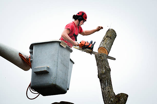 Best Palm Tree Trimming  in West Wyomissing, PA